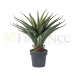 Cactus Plant - 2.3 Ft