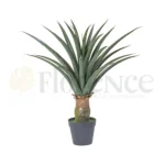 Aloe Vera Plant - 2.8 Ft