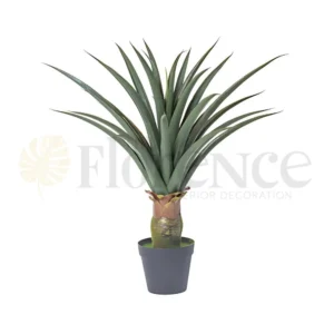 Aloe Vera Plant - 2.8 Ft