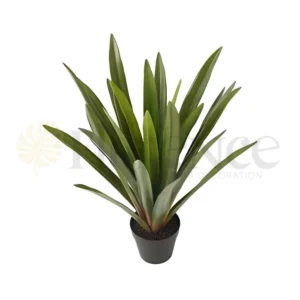 Orchid Plant - 3 Ft