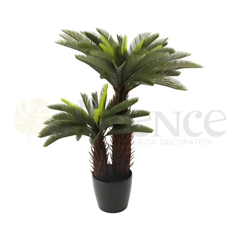Kangi Palm 2-Step Plant - 4 Ft
