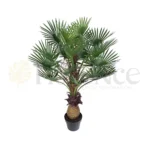 Cycas Palm Plant - 3.5 Ft