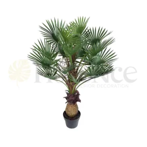 Cycas Palm Plant - 3.5 Ft