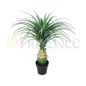 Pineapple Grass Plant - 3.5 Ft