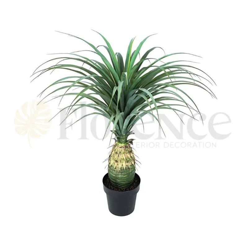 Pineapple Grass Plant - 3.5 Ft