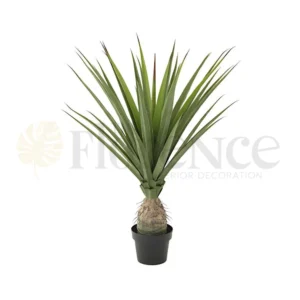 Pineapple Aloe Vera Plant - 4 Ft