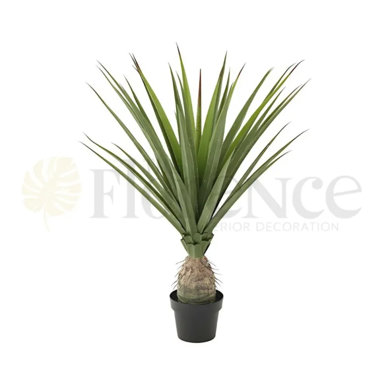 Pineapple Aloe Vera Plant - 4 Ft