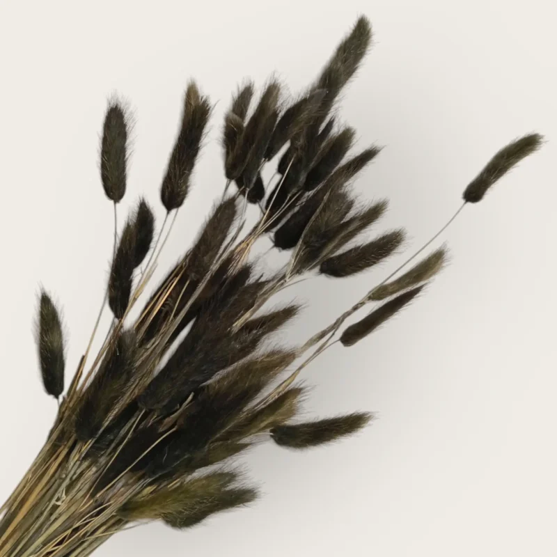 Dry Bunny Tail (Pack Of 50 Tails) - Image 3