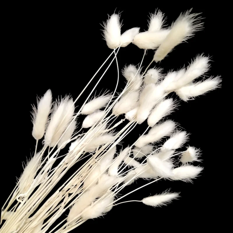 Dry Bunny Tail (Pack Of 50 Tails) - Image 2