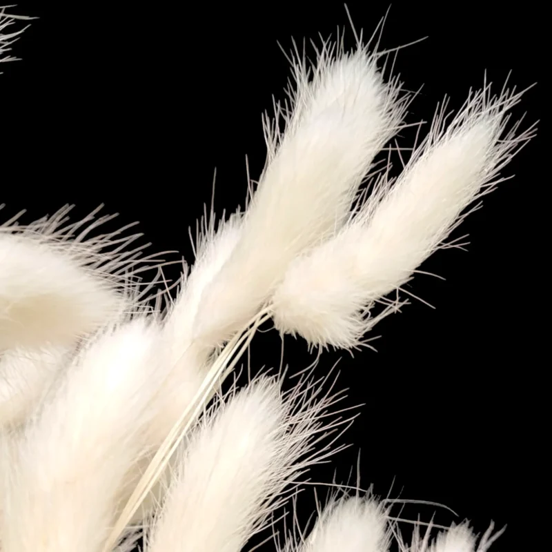 Dry Bunny Tail (Pack Of 50 Tails) - Image 4