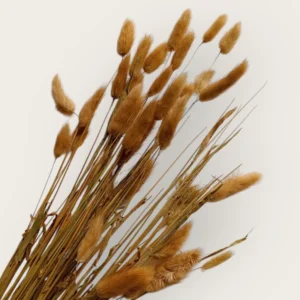 Dry Bunny Tail (Pack Of 50 Tails)