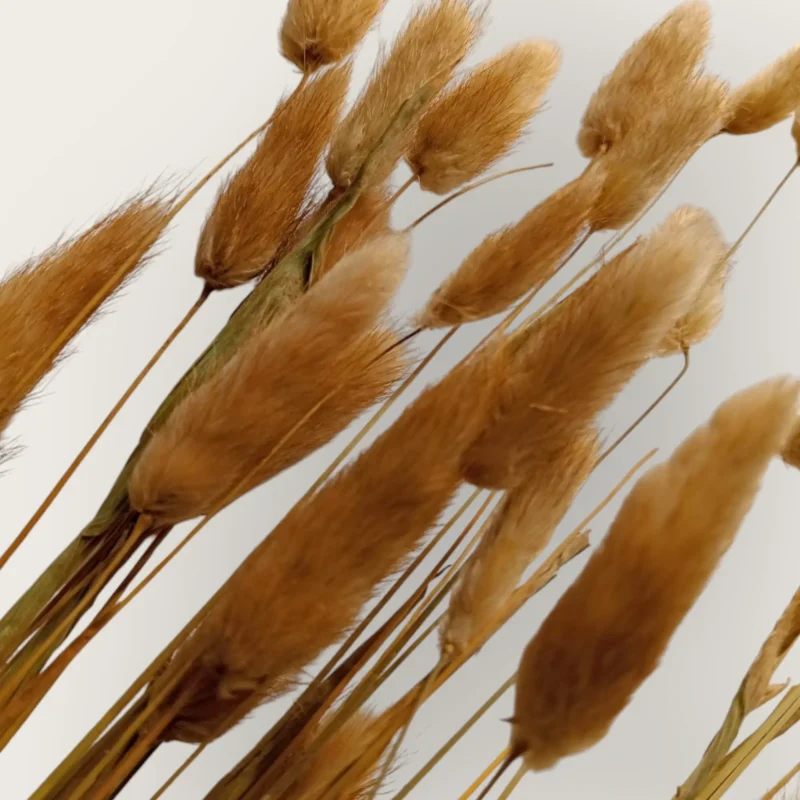 Dry Bunny Tail (Pack Of 50 Tails) - Image 8