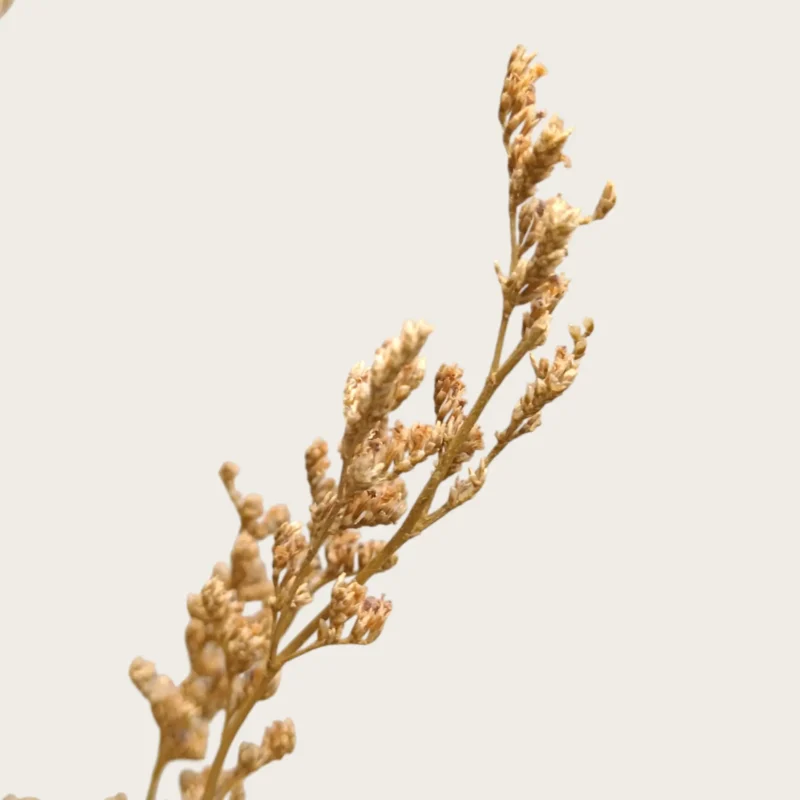 Dry Jipso (Packet As Shown) - Image 5