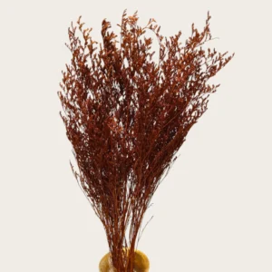 Dry Jipso (Packet As Shown)
