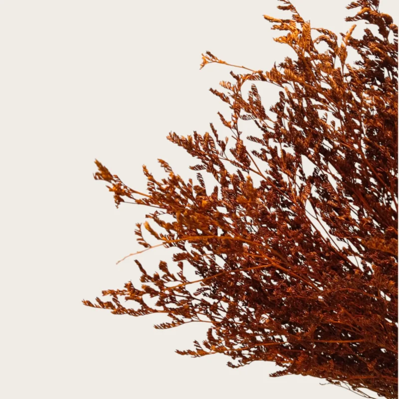 Dry Jipso (Packet As Shown) - Image 14