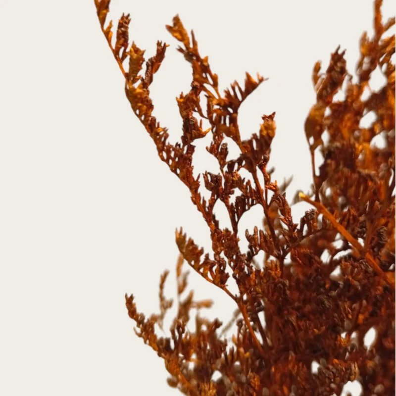 Dry Jipso (Packet As Shown) - Image 13