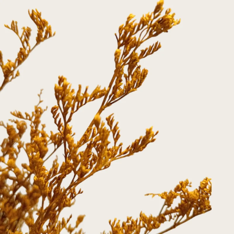 Dry Jipso (Packet As Shown) - Image 9