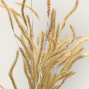 Dry Narrow Feather (Pack Of 100 Sticks)