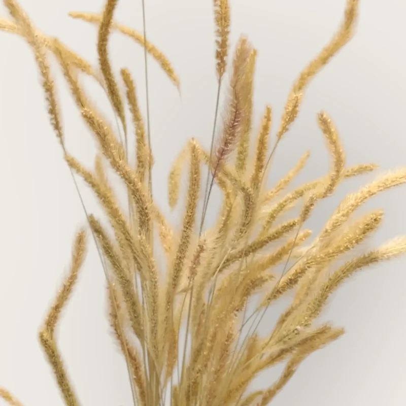 Dry Narrow Feather (Pack Of 100 Sticks)