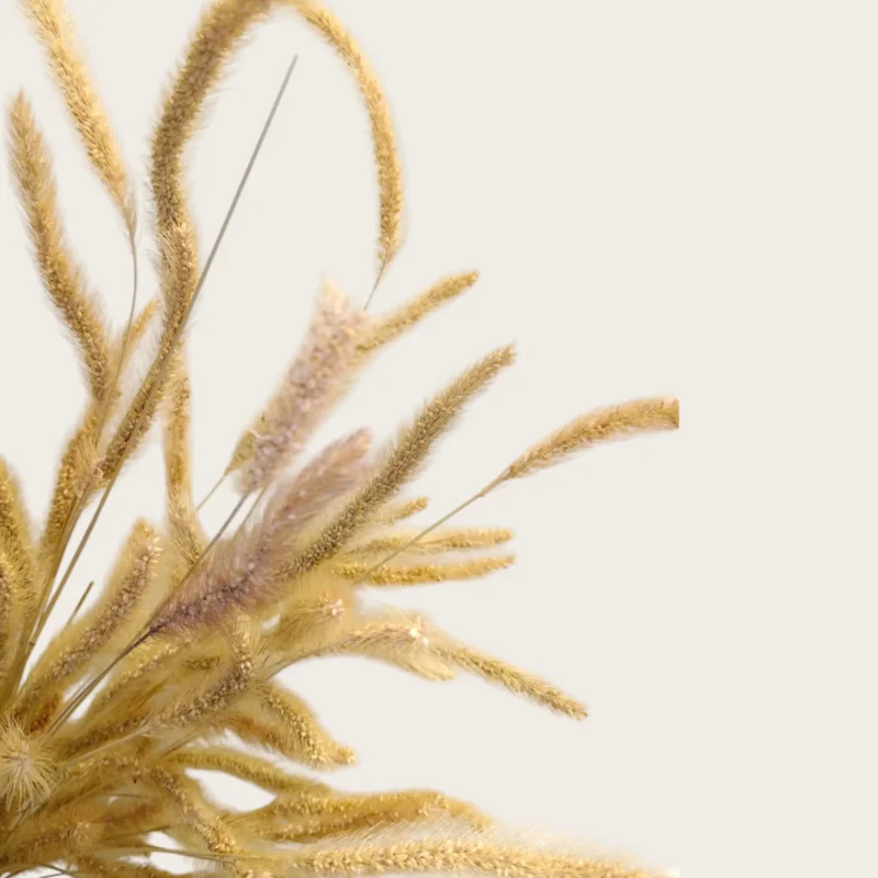 Dry Narrow Feather (Pack Of 100 Sticks) - Image 2