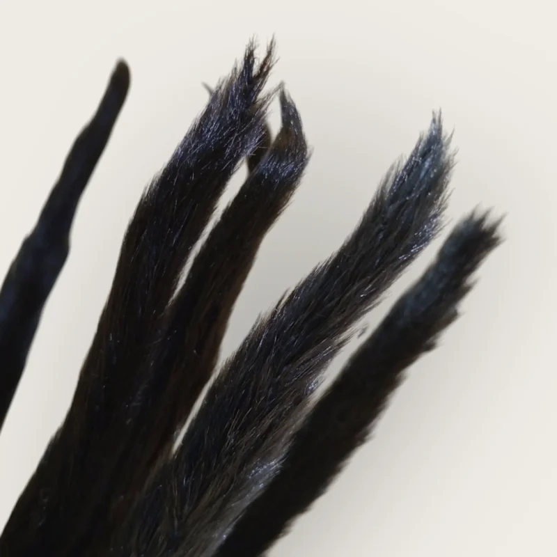 Pampas Feather (Pack of 20 Sticks) - Image 5