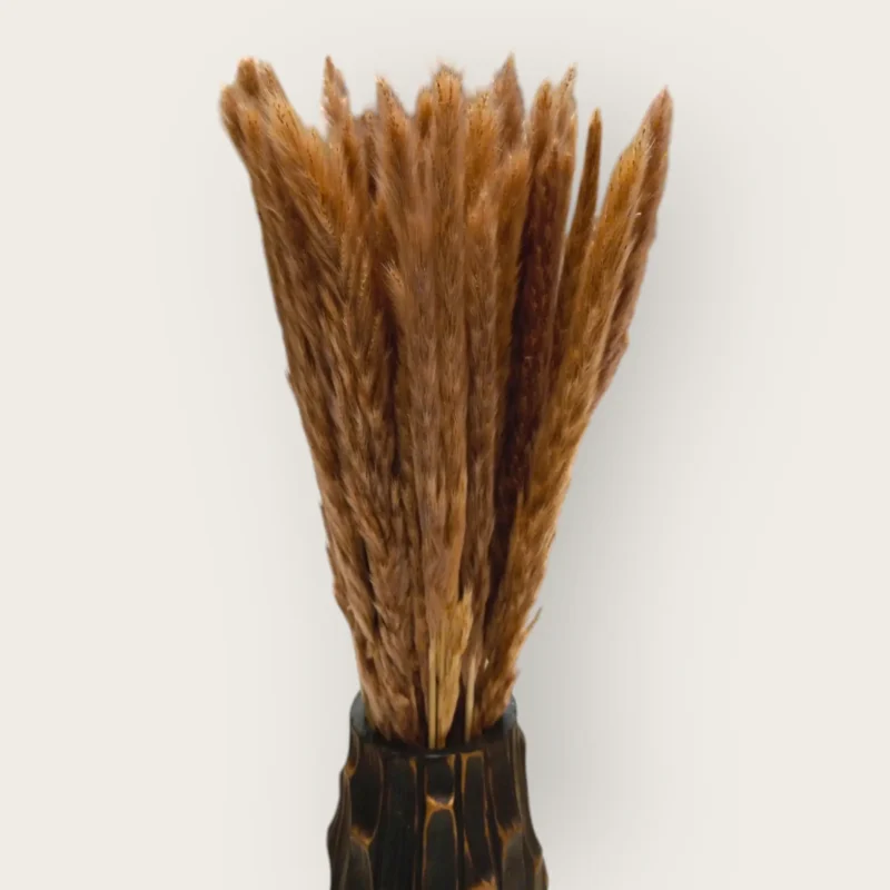 Pampas Feather (Pack of 20 Sticks)