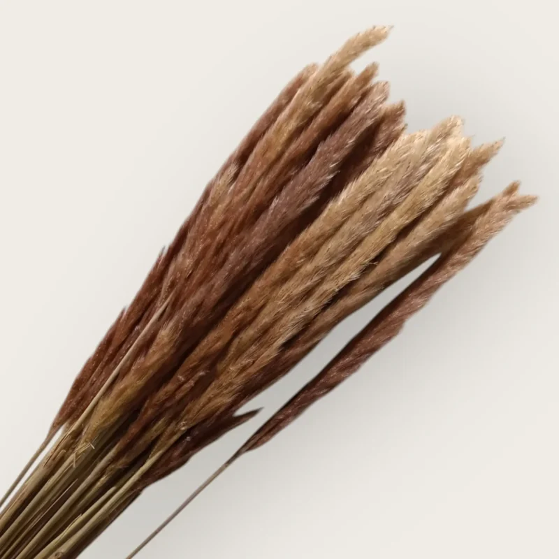 Pampas Feather (Pack of 20 Sticks) - Image 3