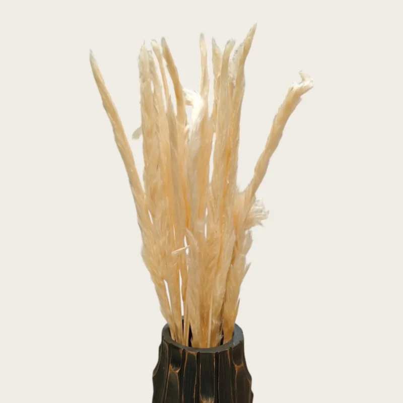 Pampas Feather (Pack of 20 Sticks) - Image 2