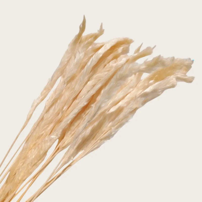 Pampas Feather (Pack of 20 Sticks) - Image 10