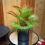 Panja Palm Plant with PVC Pot – 2Ft