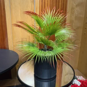 Panja Palm Plant with PVC Pot – 2Ft