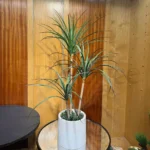 Spider Plant with PVC Pot – 3.3Ft