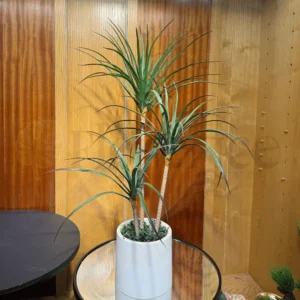 Spider Plant with PVC Pot – 3.3Ft
