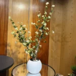 Root Plant with PVC Pot – 3Ft