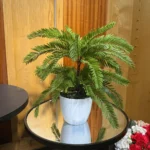 Kangi Palm Plant with PVC Pot – 1.6Ft