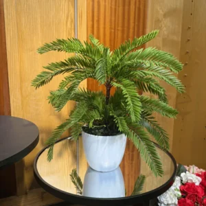 Kangi Palm Plant with PVC Pot – 1.6Ft