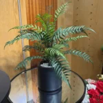 Dicksonia Fibrosa Plant with PVC Pot – 1.8Ft