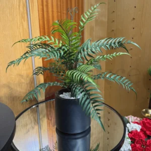 Dicksonia Fibrosa Plant with PVC Pot – 1.8Ft